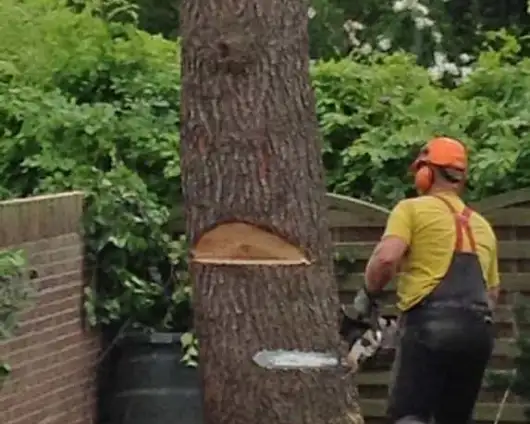 images/001-tuinaanleg-ettenleur/boom-rooien-weert-530x424-0bd