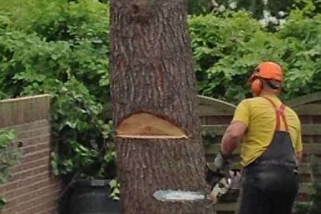 zaagsnede zetten, boom Weert