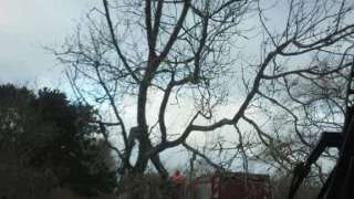 Bomen rooien Burg haamstede