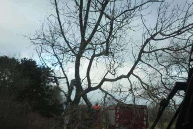 Bomen rooien Burg haamstede