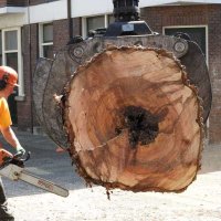 images/001-tuinaanleg-ettenleur/boomverwijderen-schiedam/boom-kap-gouda-200x200-a66