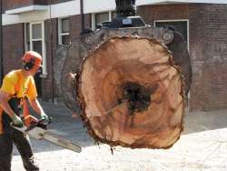 Bomen kappen Fijnaart