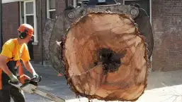 images/001-tuinaanleg-ettenleur/boomverwijderen-schiedam/boom-kap-gouda-257x145-cb7