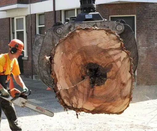 images/001-tuinaanleg-ettenleur/boomverwijderen-schiedam/boom-kap-gouda-510x424-233