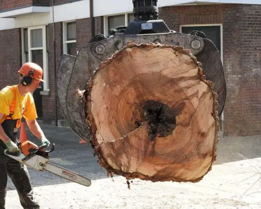 images/001-tuinaanleg-ettenleur/boomverwijderen-schiedam/boom-kap-gouda-530x424-0bd