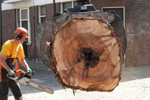 Boom verwijderen uit achtertuin in Schiedam