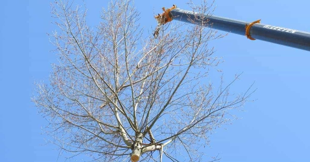 images/001-tuinaanleg-ettenleur/boomverwijderen-schiedam/boom-verwijderen-schiedam-1200x628-af4