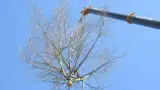 images/001-tuinaanleg-ettenleur/boomverwijderen-schiedam/boom-verwijderen-schiedam-160x90-99c