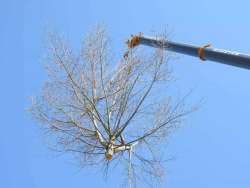 Bomen kappen Haarsteeg