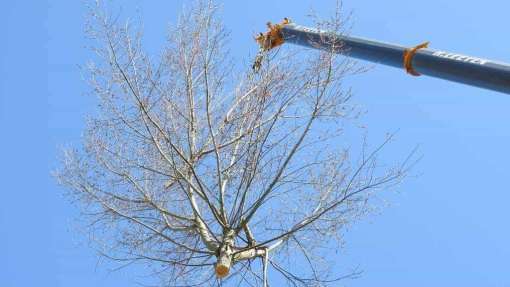 images/001-tuinaanleg-ettenleur/boomverwijderen-schiedam/boom-verwijderen-schiedam-510x287-a22