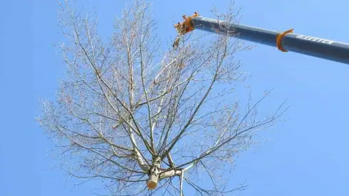 images/001-tuinaanleg-ettenleur/boomverwijderen-schiedam/boom-verwijderen-schiedam-510x287-f38