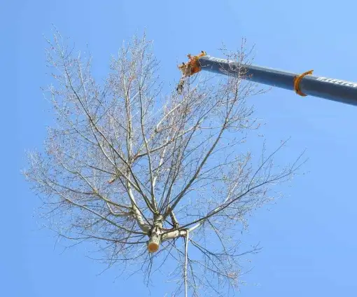 images/001-tuinaanleg-ettenleur/boomverwijderen-schiedam/boom-verwijderen-schiedam-510x424-233