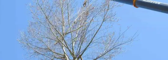images/001-tuinaanleg-ettenleur/boomverwijderen-schiedam/boom-verwijderen-schiedam-550x197-e8d
