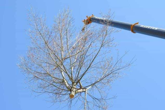 Bomen kappen Haarsteeg