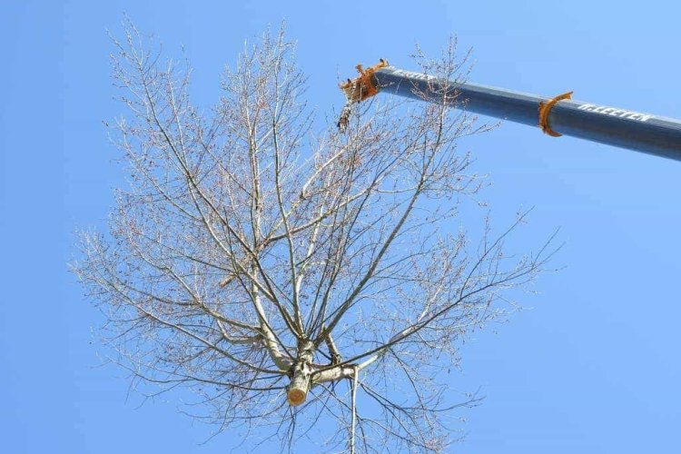 images/001-tuinaanleg-ettenleur/boomverwijderen-schiedam/boom-verwijderen-schiedam-750x500-42c