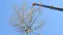 images/001-tuinaanleg-ettenleur/boomverwijderen-schiedam/boom-verwijderen-schiedam-90x51-2f9