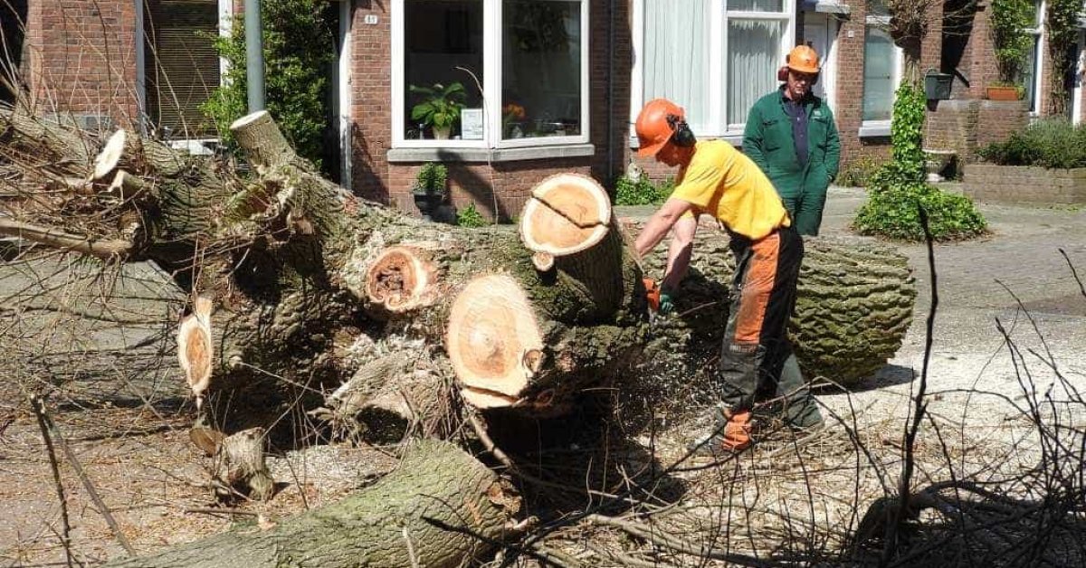 images/001-tuinaanleg-ettenleur/boomverwijderen-schiedam/dikke-boom-uit-achtertuin-zagen-schiedam-1200x628-af4