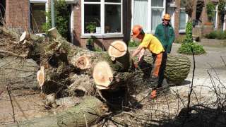 Boom verwijderen uit achtertuin in Schiedam