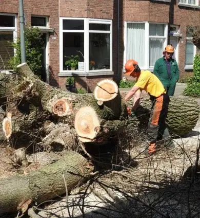 images/001-tuinaanleg-ettenleur/boomverwijderen-schiedam/dikke-boom-uit-achtertuin-zagen-schiedam-390x424-397