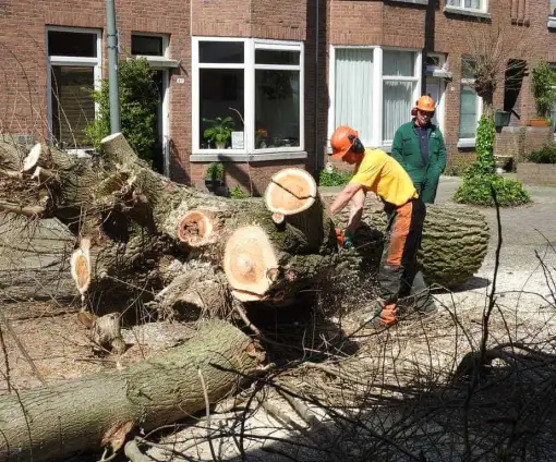 images/001-tuinaanleg-ettenleur/boomverwijderen-schiedam/dikke-boom-uit-achtertuin-zagen-schiedam-510x424-233