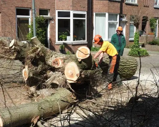 images/001-tuinaanleg-ettenleur/boomverwijderen-schiedam/dikke-boom-uit-achtertuin-zagen-schiedam-530x424-0bd