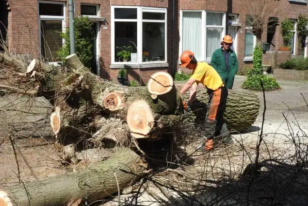 images/001-tuinaanleg-ettenleur/boomverwijderen-schiedam/dikke-boom-uit-achtertuin-zagen-schiedam-635x424-d05