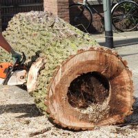 images/001-tuinaanleg-ettenleur/boomverwijderen-schiedam/kap-boom-den-haag-200x200-a66