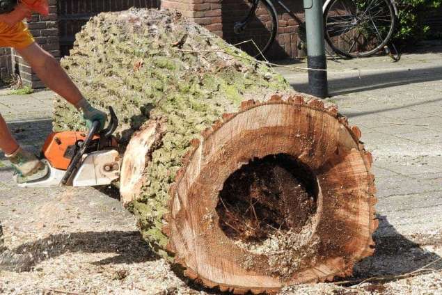 Boom verwijderen uit achtertuin in Schiedam