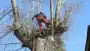 images/001-tuinaanleg-ettenleur/boomverwijderen-schiedam/kappen-boom-schiedam-90x51-2f9