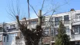 images/001-tuinaanleg-ettenleur/boomverwijderen-schiedam/rooien-boom-schiedam-160x90-99c