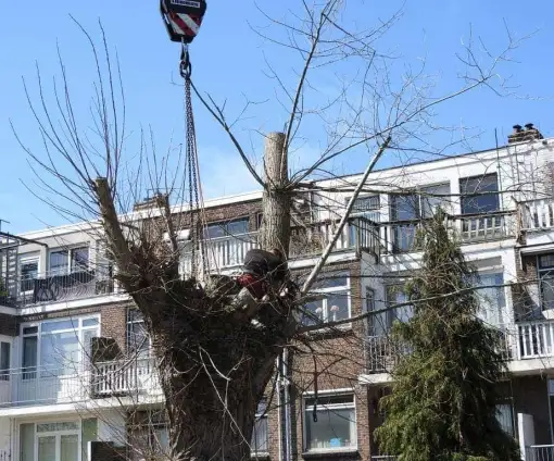 images/001-tuinaanleg-ettenleur/boomverwijderen-schiedam/rooien-boom-schiedam-510x424-233