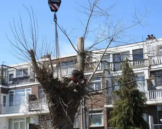 images/001-tuinaanleg-ettenleur/boomverwijderen-schiedam/rooien-boom-schiedam-530x424-0bd