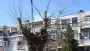 images/001-tuinaanleg-ettenleur/boomverwijderen-schiedam/rooien-boom-schiedam-90x51-2f9