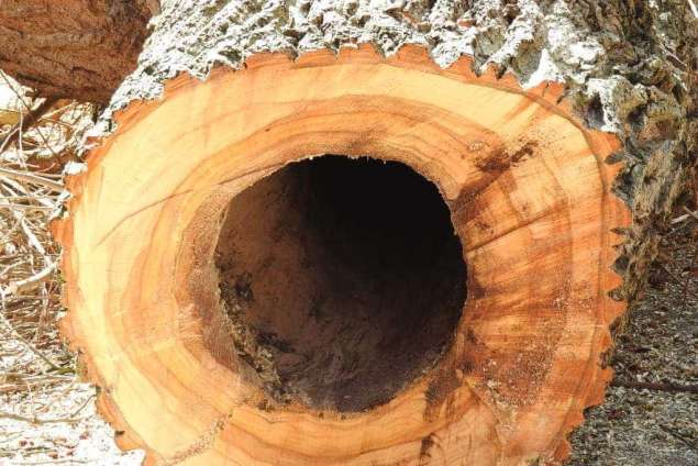 Bomen kappen Giessen