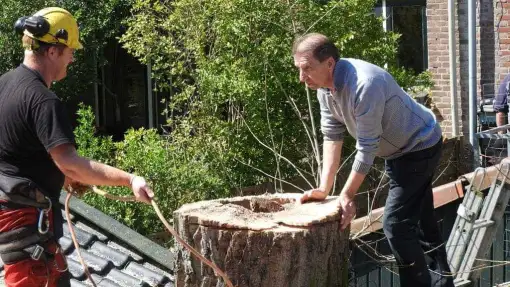 images/001-tuinaanleg-ettenleur/boomverwijderen-schiedam/schiedam-boom-kap-510x287-f38