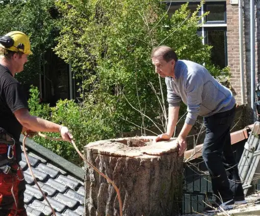 images/001-tuinaanleg-ettenleur/boomverwijderen-schiedam/schiedam-boom-kap-510x424-233