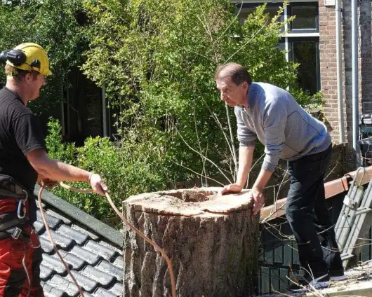 images/001-tuinaanleg-ettenleur/boomverwijderen-schiedam/schiedam-boom-kap-530x424-0bd