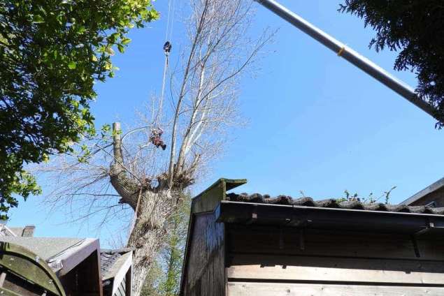 Boom verwijderen uit achtertuin in Schiedam