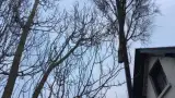 images/001-tuinaanleg-ettenleur/den-haag-boom-kap/Den-haag-boom-kappen-160x90-fd7
