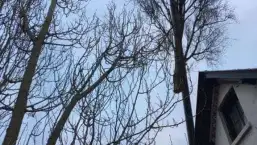 images/001-tuinaanleg-ettenleur/den-haag-boom-kap/Den-haag-boom-kappen-257x145-9c5