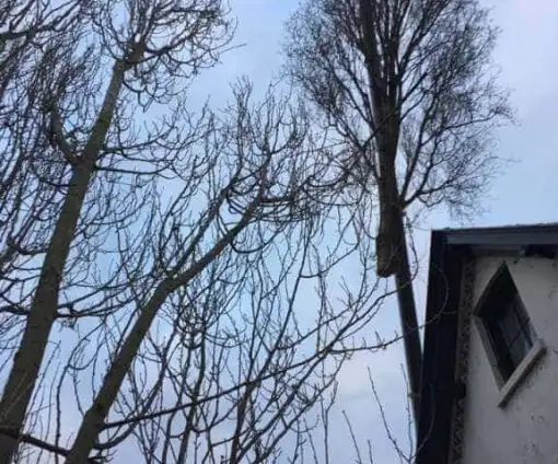 images/001-tuinaanleg-ettenleur/den-haag-boom-kap/Den-haag-boom-kappen-510x424-5a7