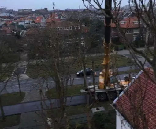 images/001-tuinaanleg-ettenleur/den-haag-boom-kap/Den-haag-boom-rooien-populier-510x424-5a7