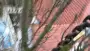 images/001-tuinaanleg-ettenleur/den-haag-boom-kap/Den-haag-boom-slopen-populier-90x51-594
