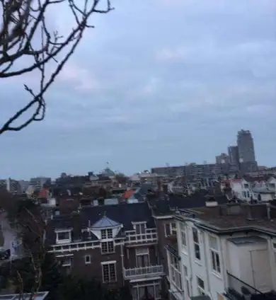 images/001-tuinaanleg-ettenleur/den-haag-boom-kap/Den-haag-verwijderen-bomen-390x424-7bc