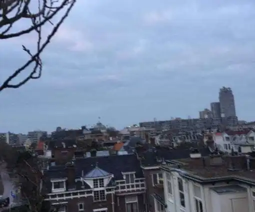 images/001-tuinaanleg-ettenleur/den-haag-boom-kap/Den-haag-verwijderen-bomen-510x424-5a7