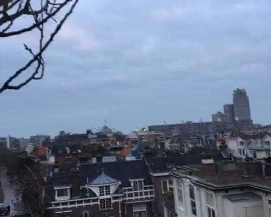 images/001-tuinaanleg-ettenleur/den-haag-boom-kap/Den-haag-verwijderen-bomen-530x424-449