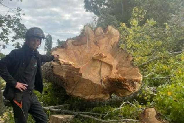 Bomen kappen Lage mIerde