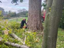 Bomen kappen Leende