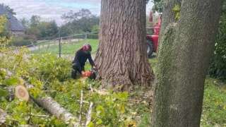 bomen rooien deventer populieren hoveniersbedrijf 