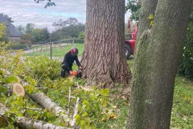 Bomen kappen Hulsel